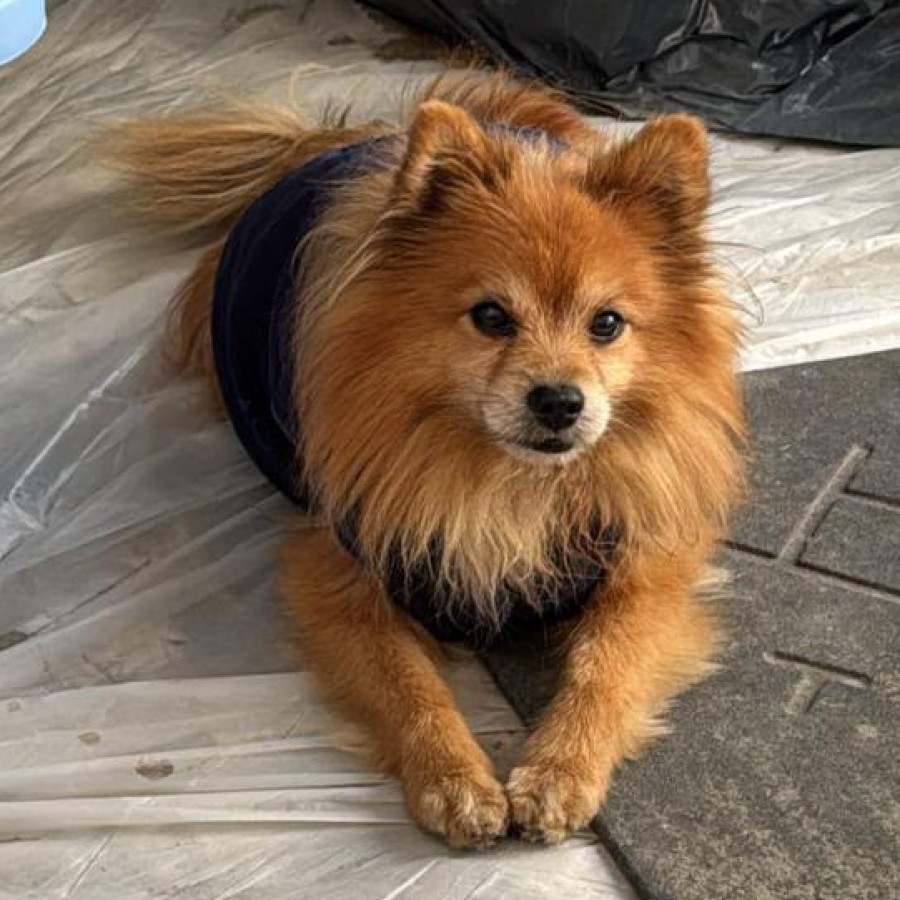 THOR | Raza Pomerania | Perdido