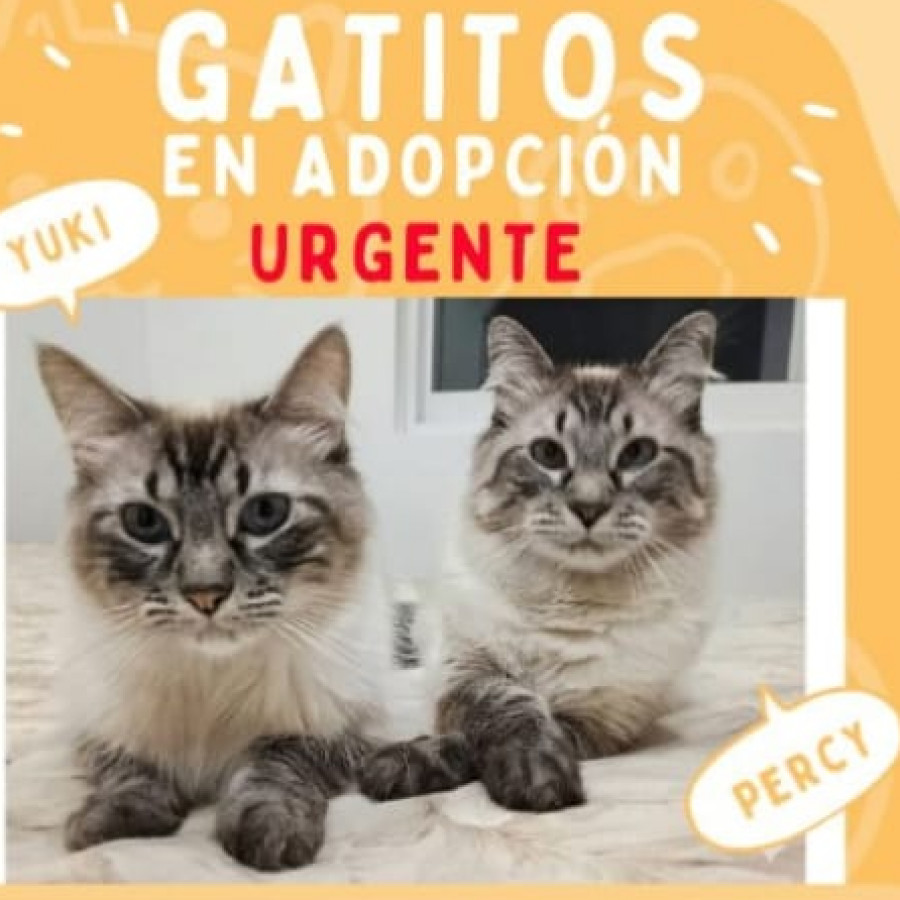 YUKI Y PERCY | Raza Balinés Punto Tabby | En Adopción