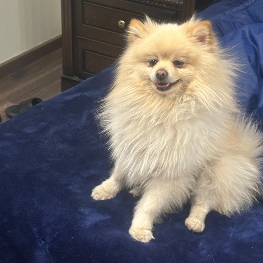 DEKO | Raza Pomerania | Perdido