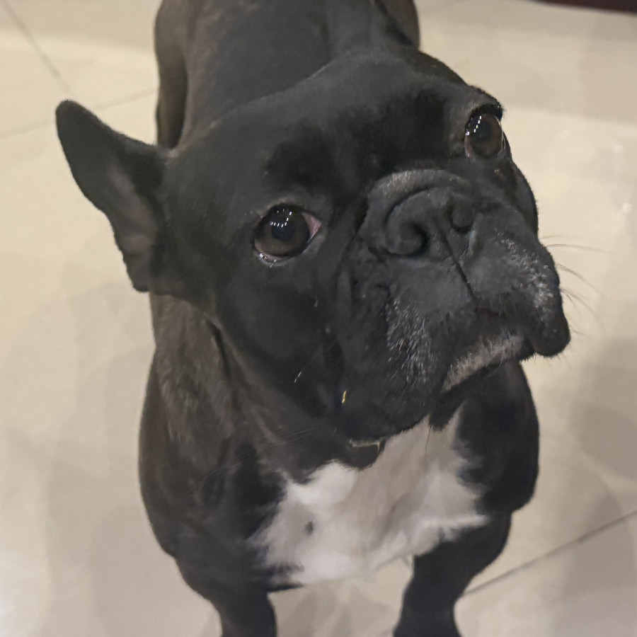 MAYA | Raza Bulldog Francés  | Perdida