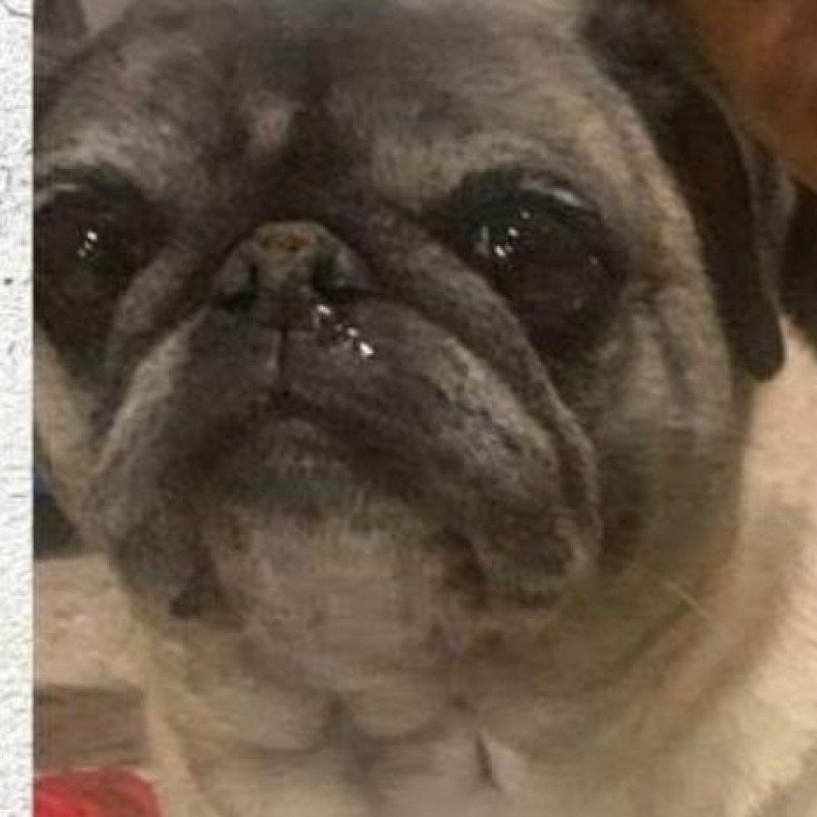 AKIRA | Raza Pug o Carlin | Perdida