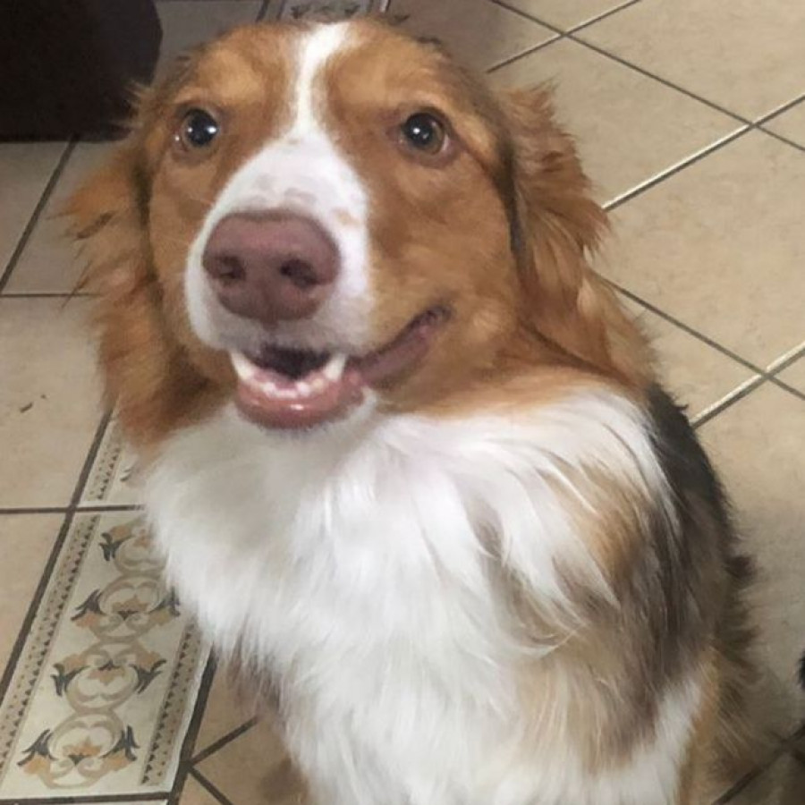 ALMENDRA | Raza Border Collie  | Perdida