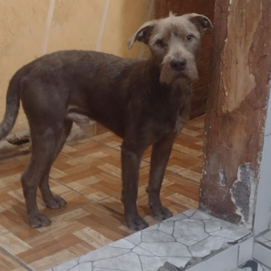 BALÚ | Raza Mestizo,  cruza de Schnauzer | Final Feliz