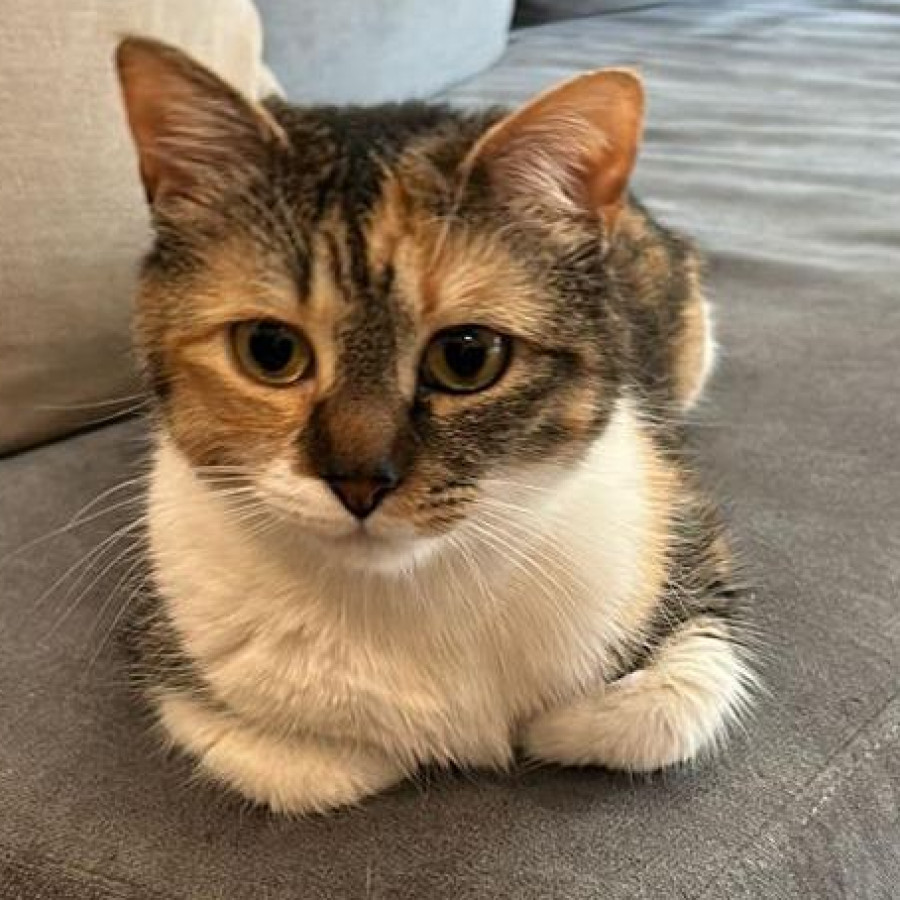 MOSHI | Raza Calicó de pelo corto | Perdida