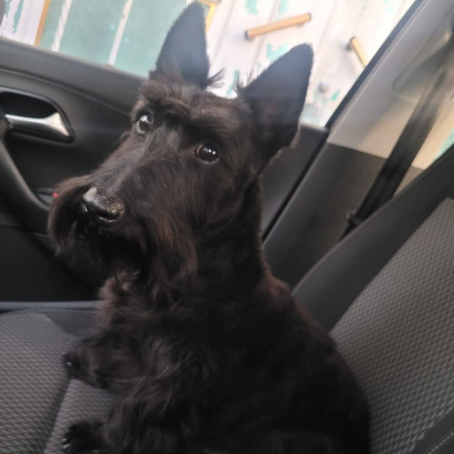 MUÑECA | Raza Terrier Escocés o Scottish Terrier | Perdida