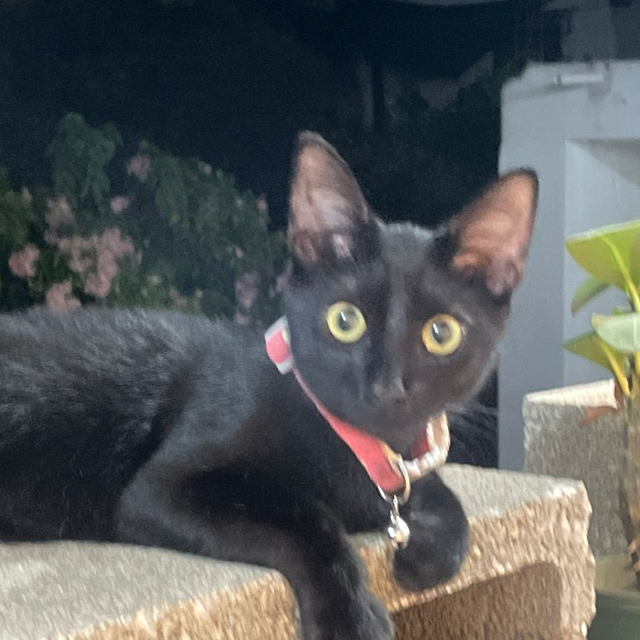 TOOTIE | Raza Bombay | Perdida