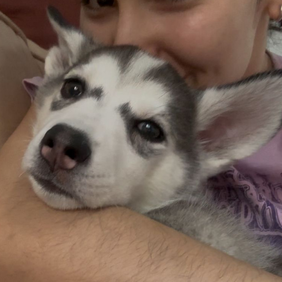 SASHA | Raza Husky Siberiano | Final Feliz