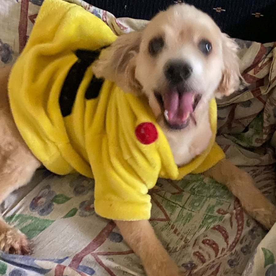 GIZMO | Raza Mestizo, cruza de Cocker Spaniel | Final Feliz