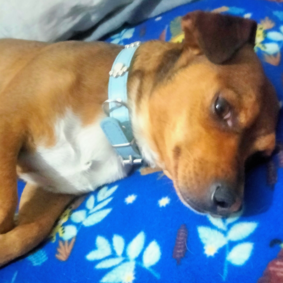 LUCIEN | Raza Mestizo,  cruza de American Staffordshire Terrier | En Adopción