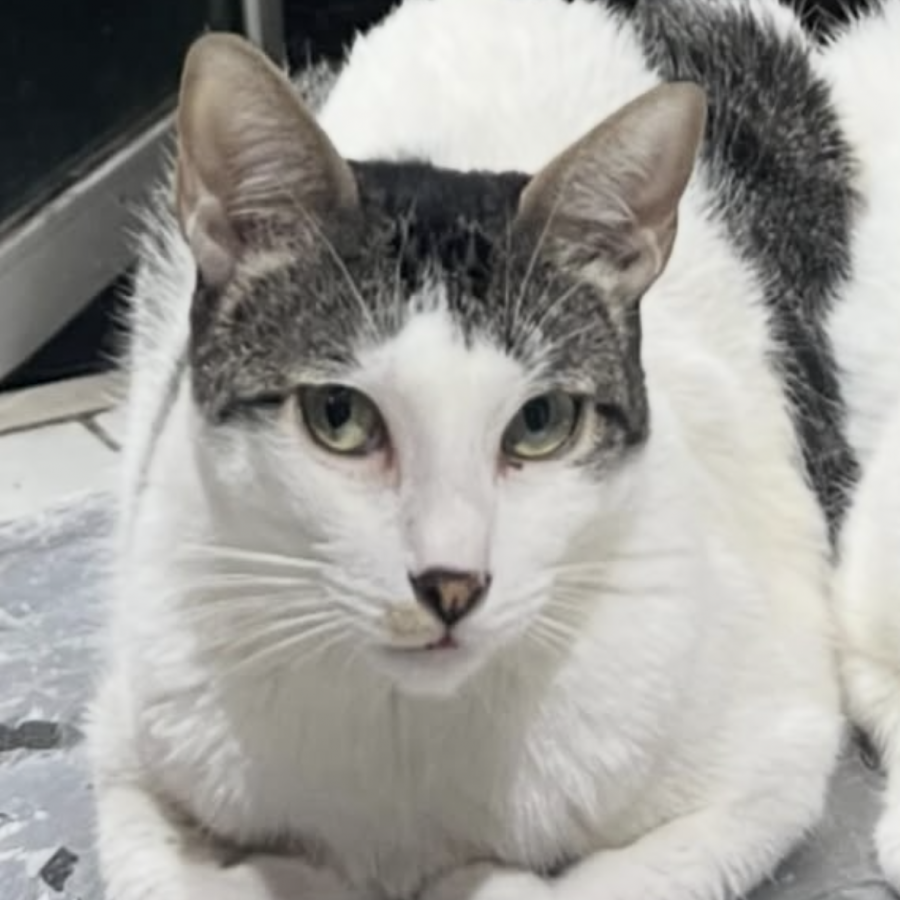 MATEO | Raza Doméstico Américano de Pelo Corto | Perdido