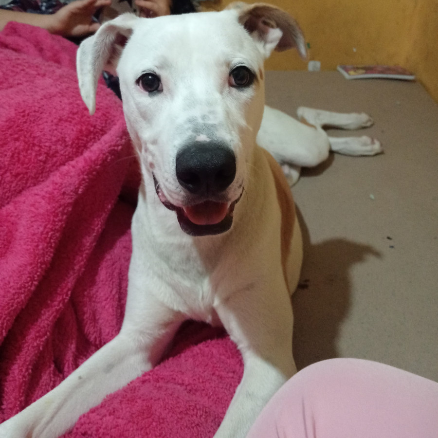 CHESTER | Raza Mestizo, cruza de American Pitbull Terrier con Jack Rusell | Perdido