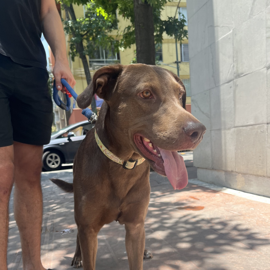  | Raza Mestizo, cruza de Labrador | Final Feliz