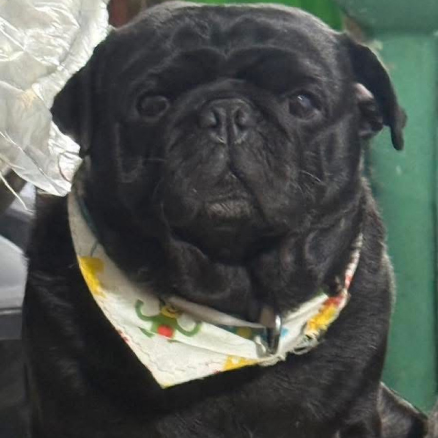 MAX | Raza Pug o Carlin | Final Feliz