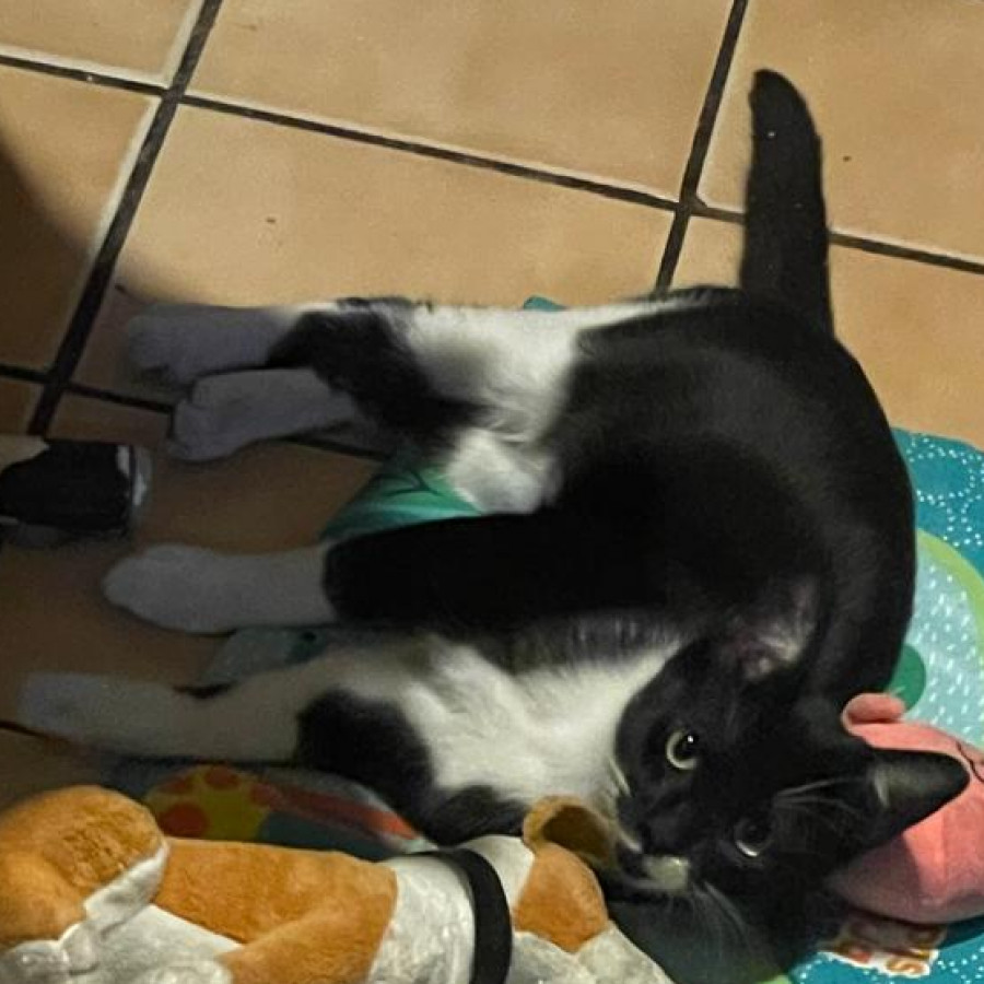 TONY | Raza Doméstico Américano de Pelo Corto | Perdido