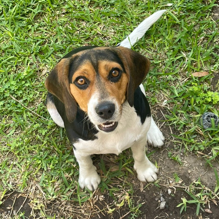 KIWI | Raza Beagle | Final Feliz