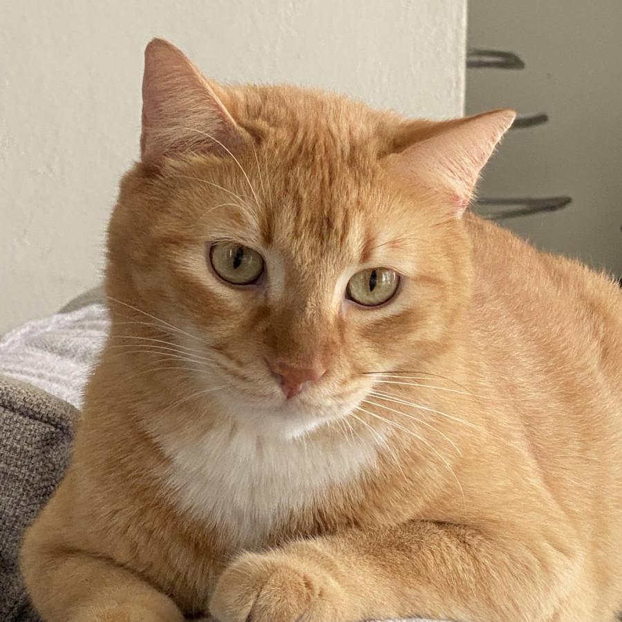 OMALI | Raza Doméstico Américano de Pelo Corto | Perdido