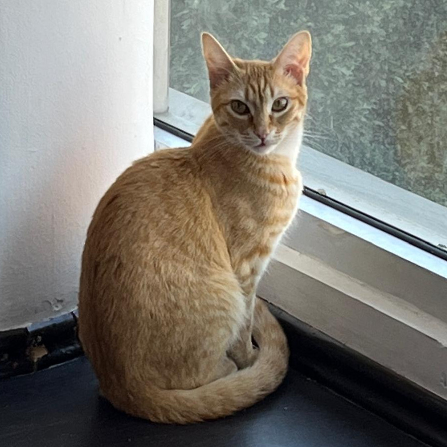 NALA | Raza Doméstico Américano de Pelo Corto | Perdida