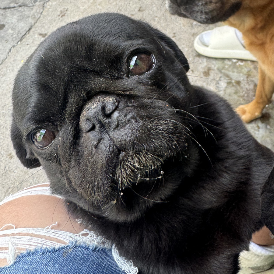 VICTORIA | Raza Pug o Carlin | Perdida