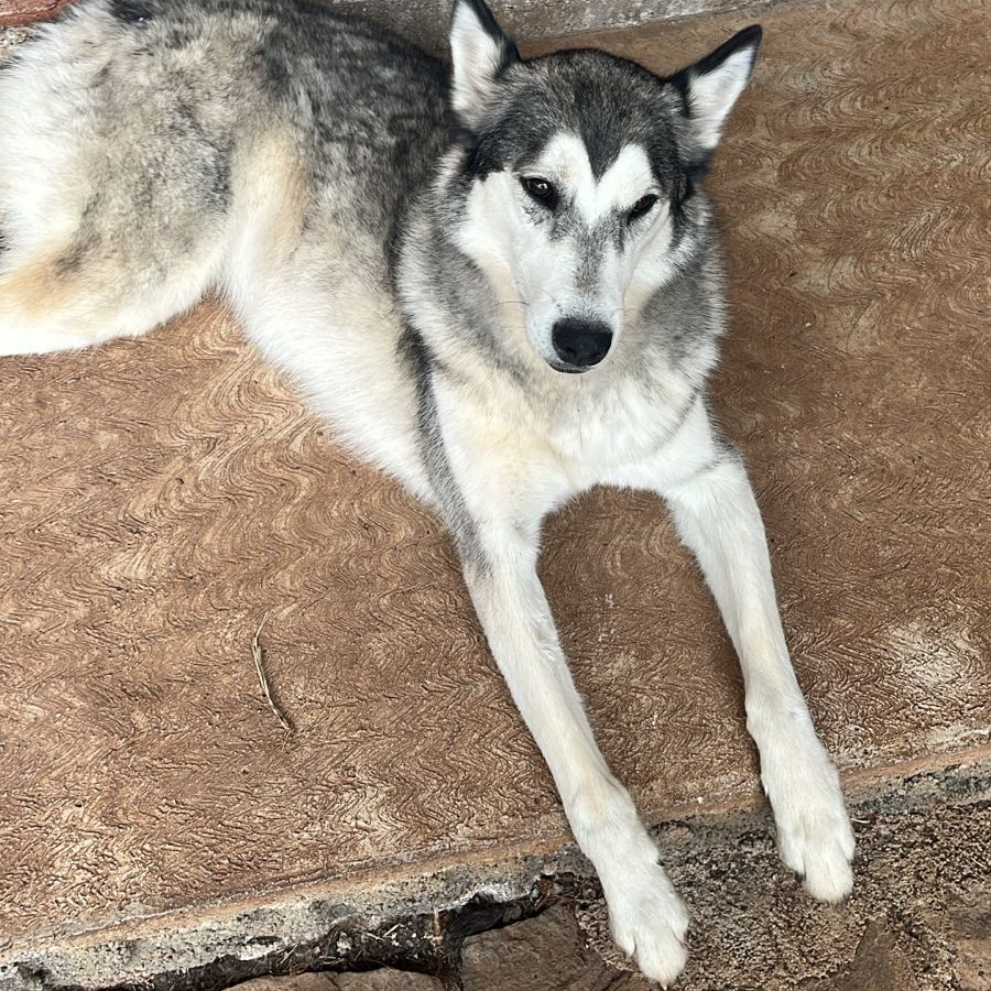 GALA | Raza Husky Siberiano | Perdida