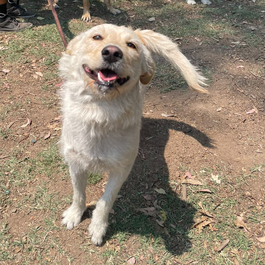  | Raza Mestiza | Encontrada