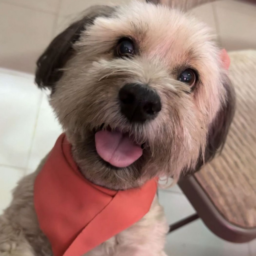BELLA (BELA) | Raza Schnauzer | Perdida