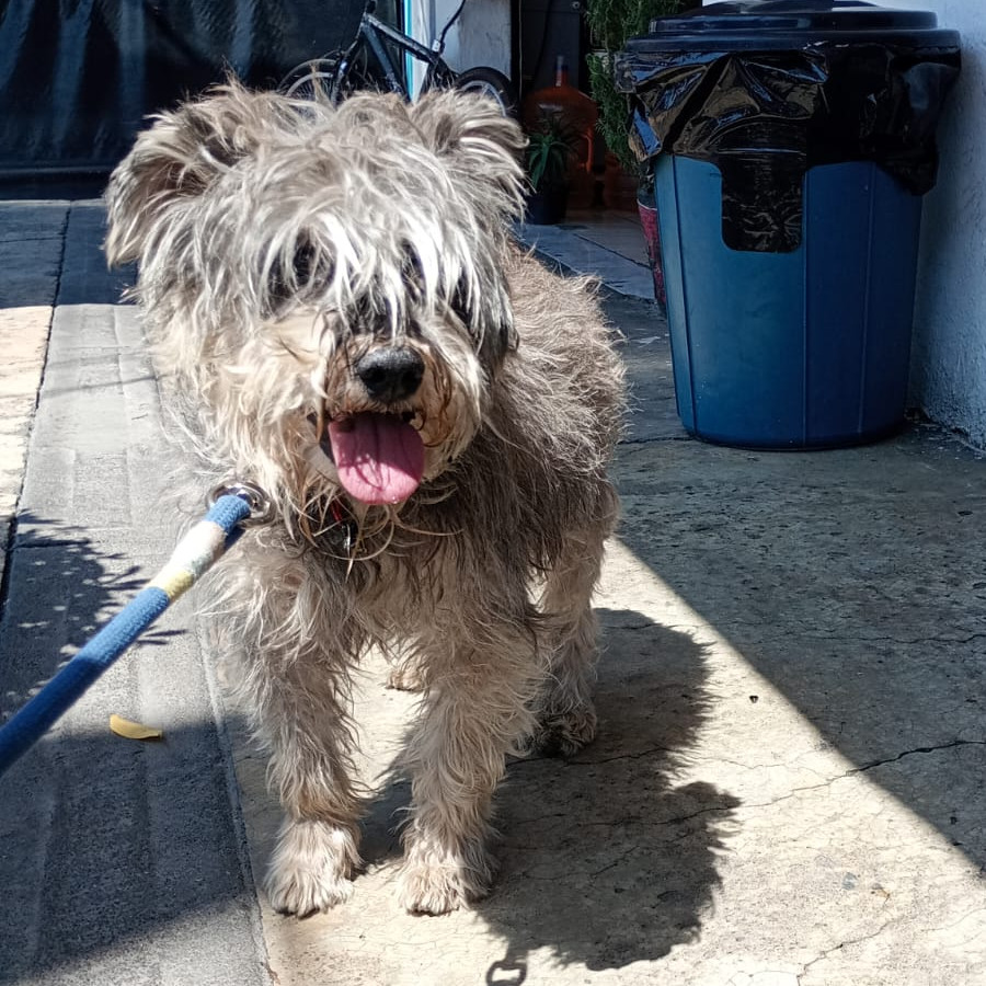  | Raza Schnauzer | Encontrado