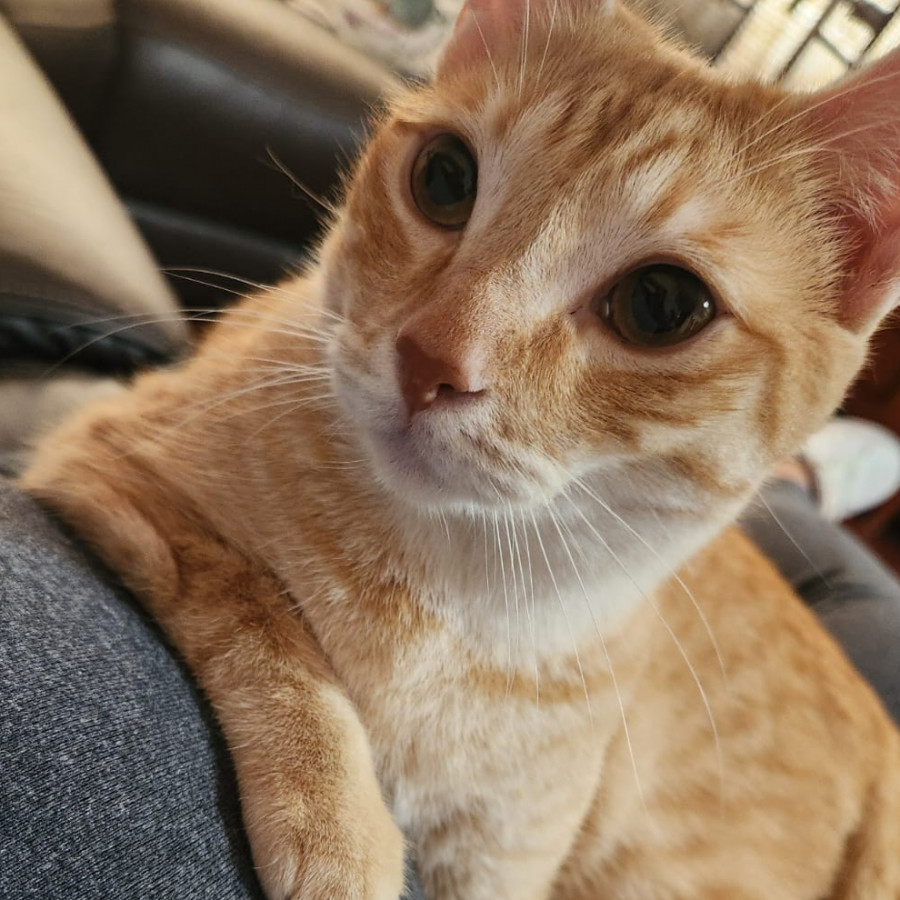 NALA | Raza Doméstico Américano de Pelo Corto | Perdida
