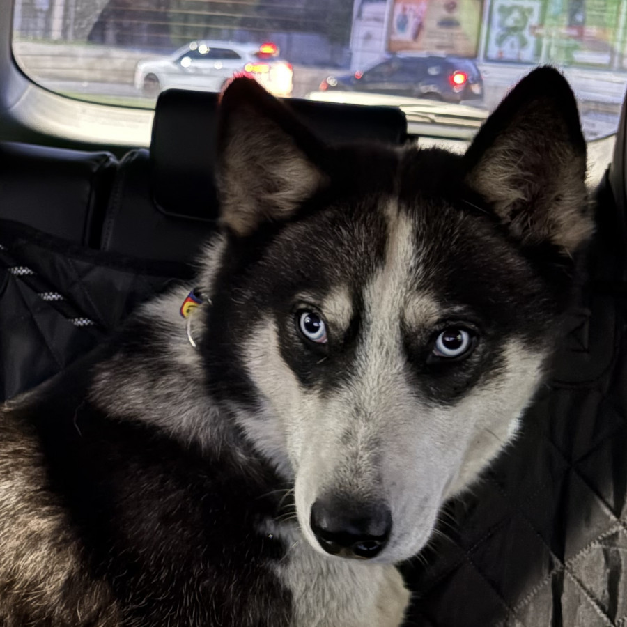  | Raza Mestizo, cruza de Husky Siberiano | Encontrado