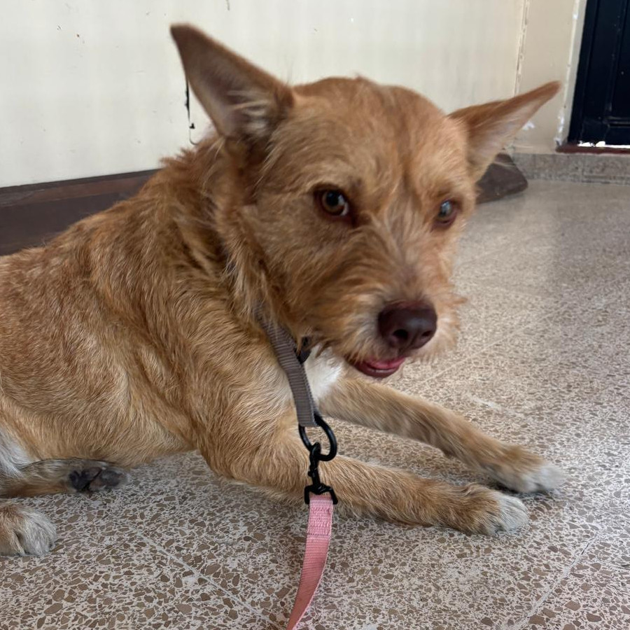 MIEL | Raza Mestiza | En Adopción