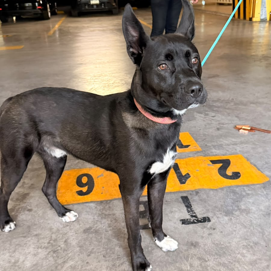  | Raza Mestizo, cruza de American Pitbull Terrier | Encontrado