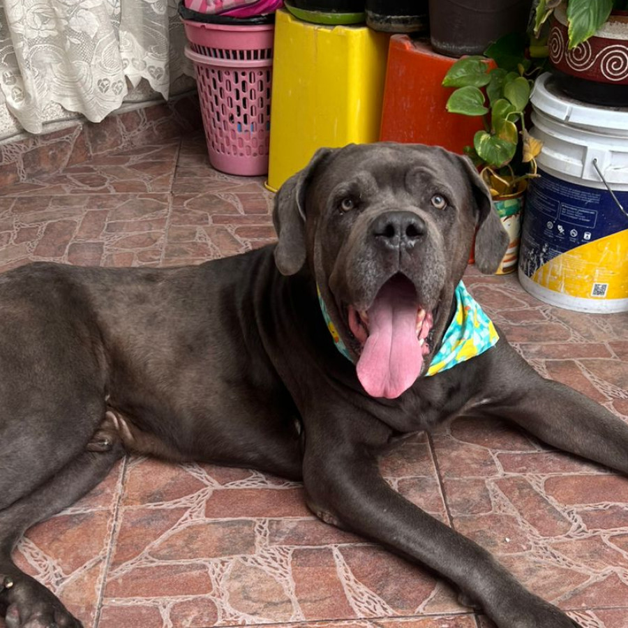 HERMOSO PELUDITO | Raza Mestizo, cruza de American Pitbull Terrier con Gran Danés | En Adopción