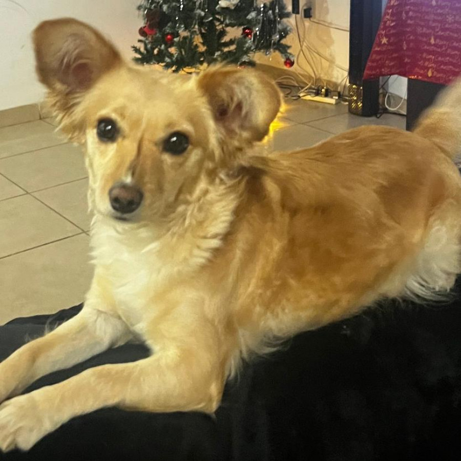 LUNA | Raza Mestiza | Final Feliz