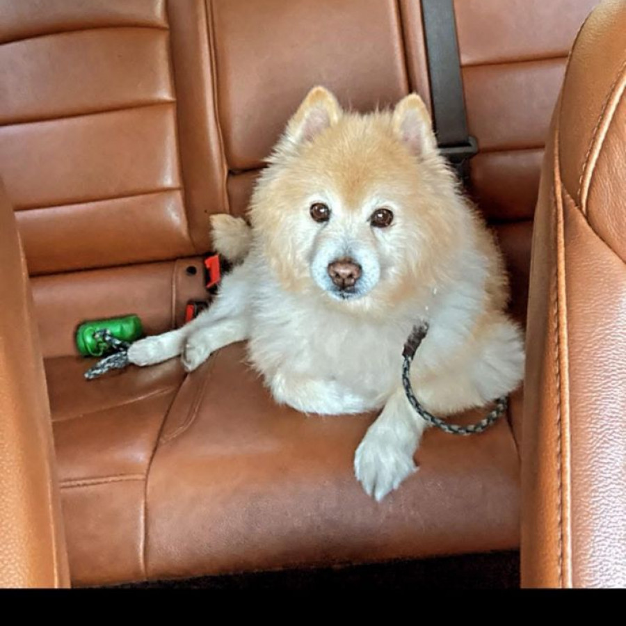 YONI | Raza Spitz Alemán | Final Feliz