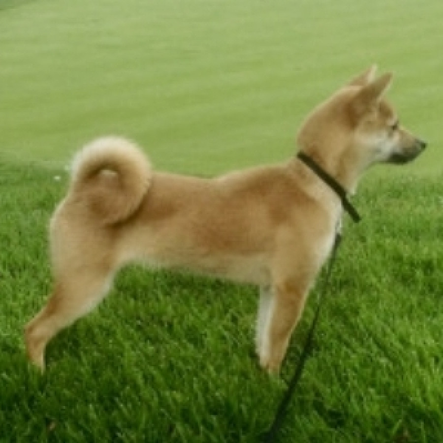 MAIKA | Raza Shiba Inú | Final Feliz