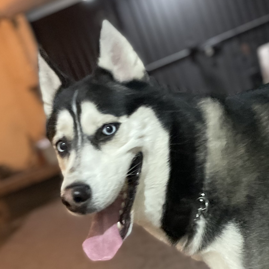 | Raza Husky Siberiano | Final Feliz