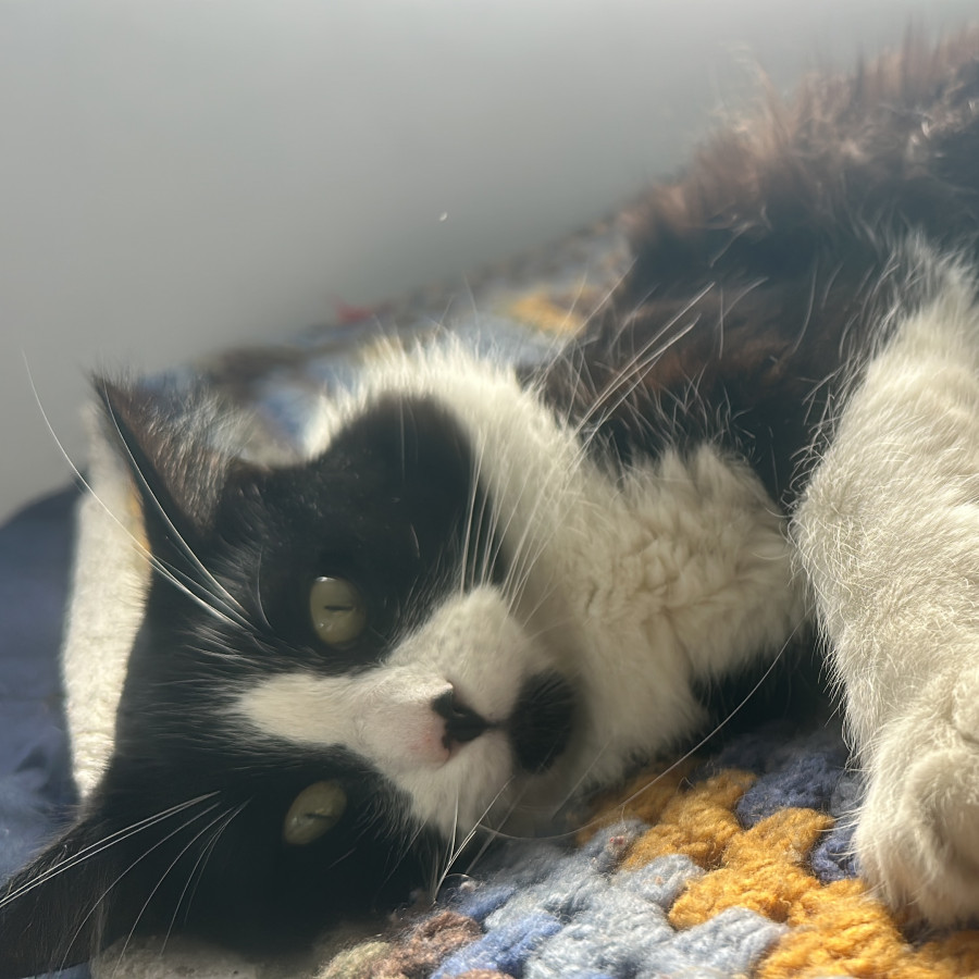 KATE MOSS | Raza Doméstico Americano De Pelo Semilargo | Perdido