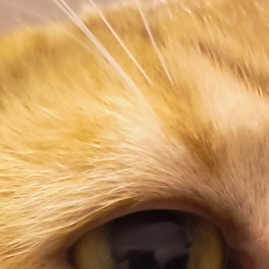 PICACHÚ | Raza Doméstico Américano de Pelo Corto | Perdido