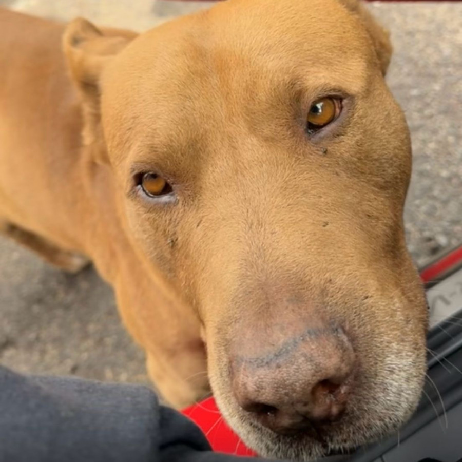 CANELO | Raza Mestizo, cruza de American Pitbull Terrier | Final Feliz