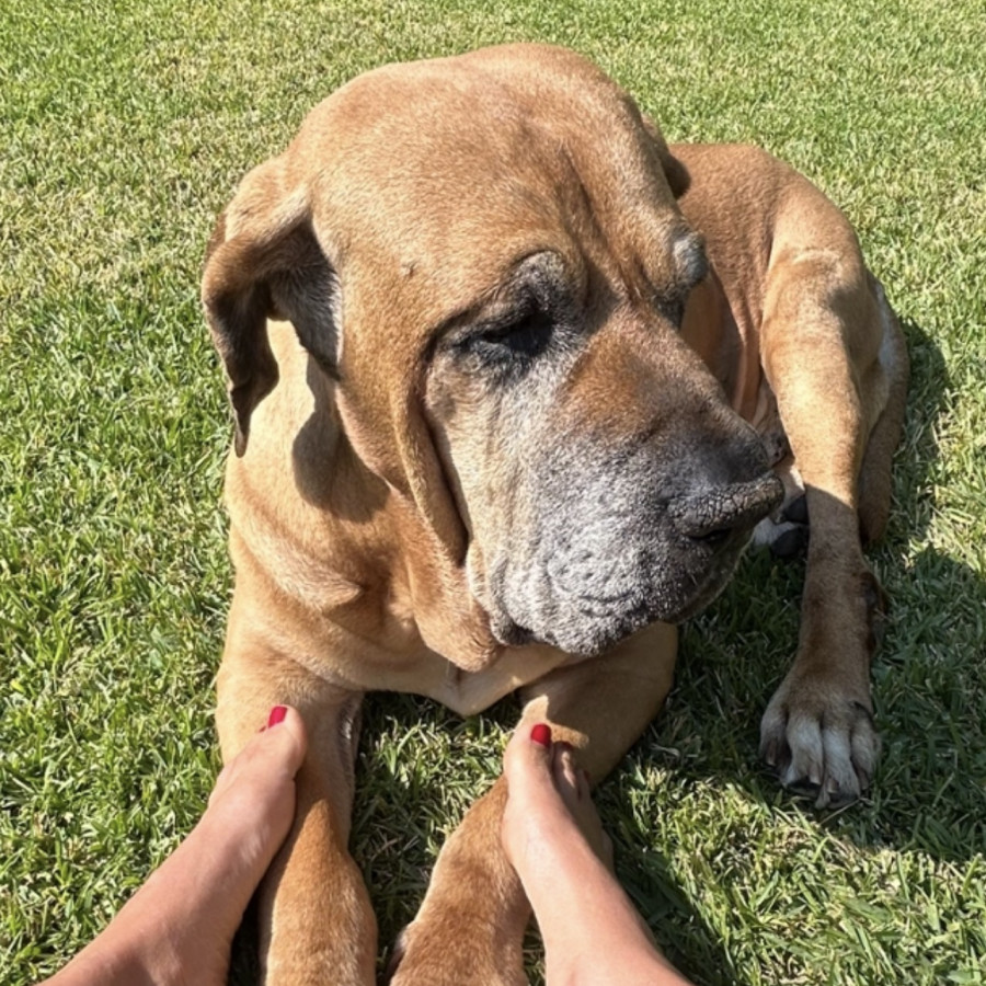 THORVALD | Raza Fila Brasileiro  | Perdido