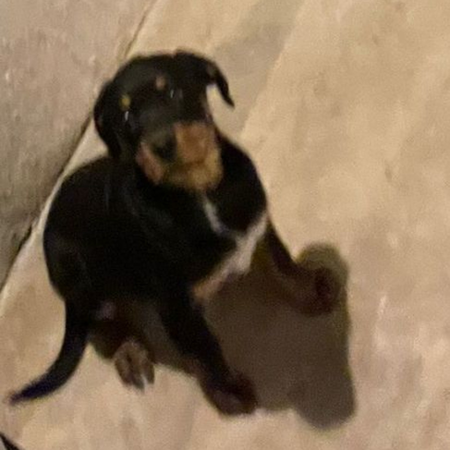 RILEY | Raza Rottweiler | Final Feliz