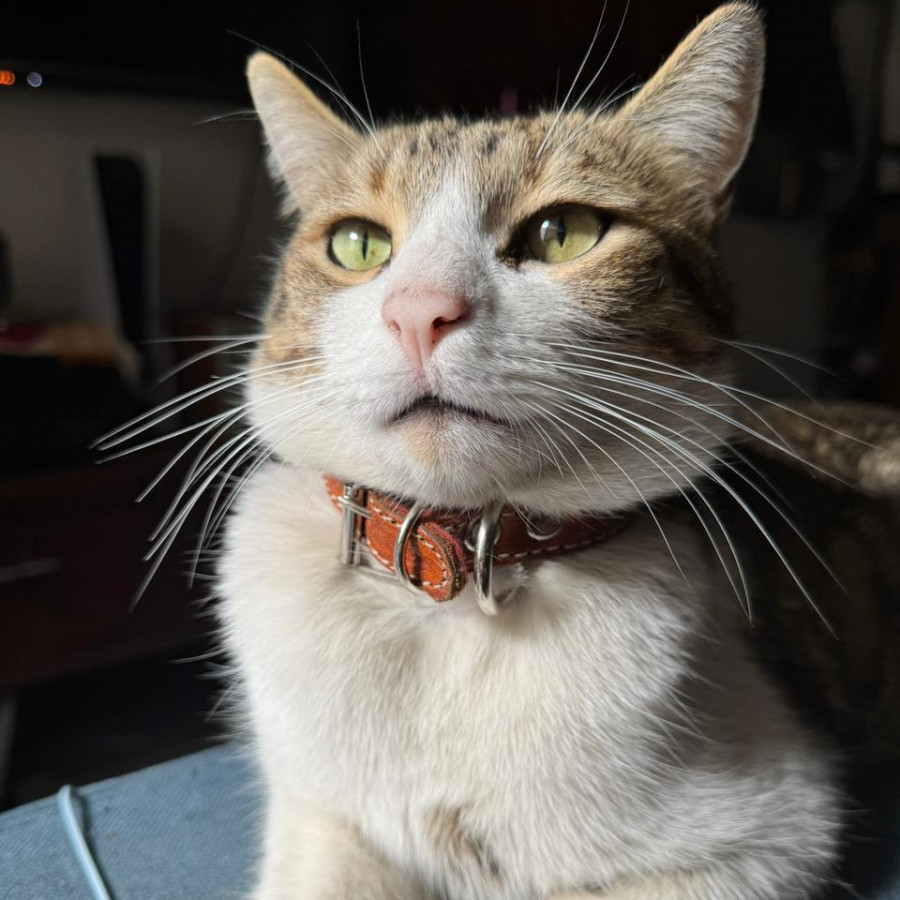 VLADIMIR | Raza Doméstico Américano de Pelo Corto | Final Feliz