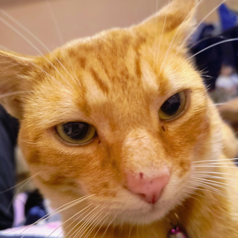 PICACHÚ | Raza Doméstico Américano de Pelo Corto | Perdido