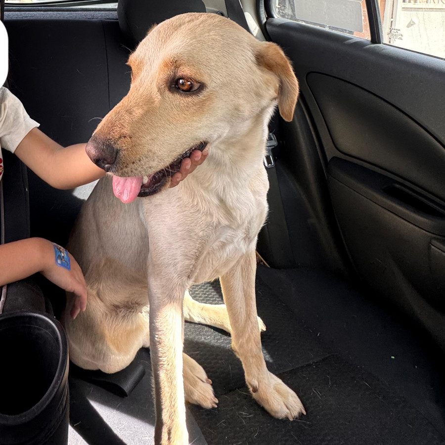 AMARANTO | Raza Mestiza, cruza de Labrador | Perdida