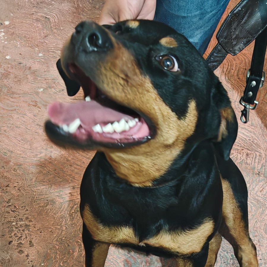  | Raza Rottweiler | Encontrada