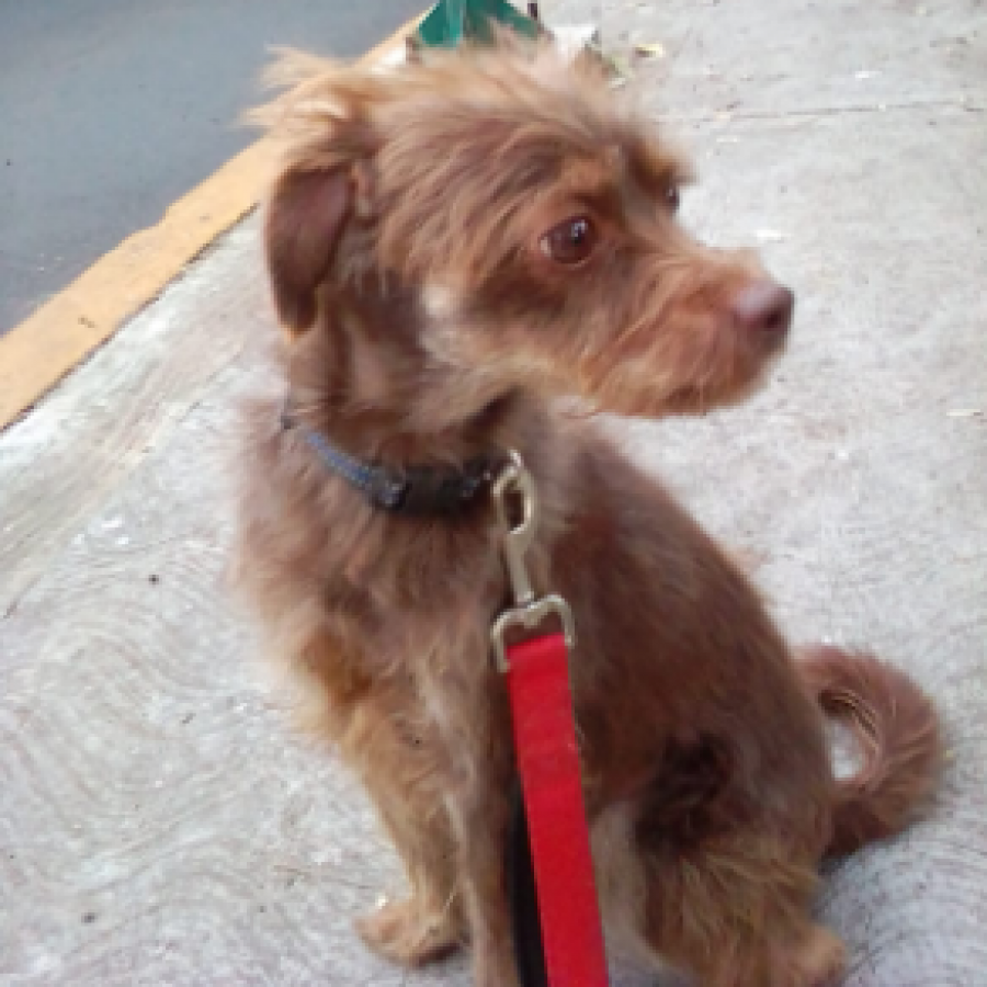 CAPUCHINO | Raza Mestizo,  cruza de Chihuahua con Schnauzer,  (Chizer) | En Adopción