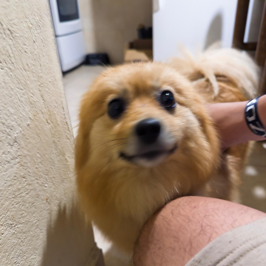  | Raza Pomerania | Encontrada
