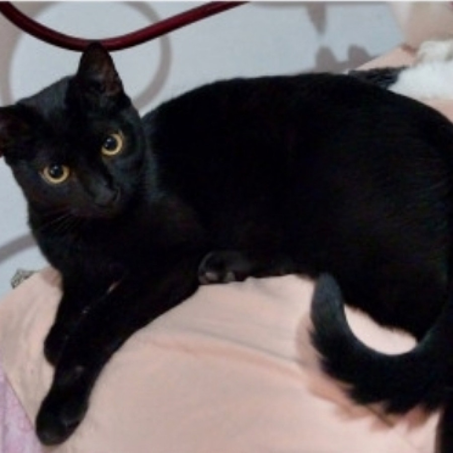 BAGHEERA | Raza Bombay | Perdida