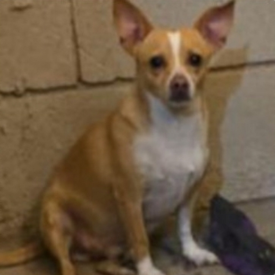 MACARIO | Raza Chihuahua | Perdido
