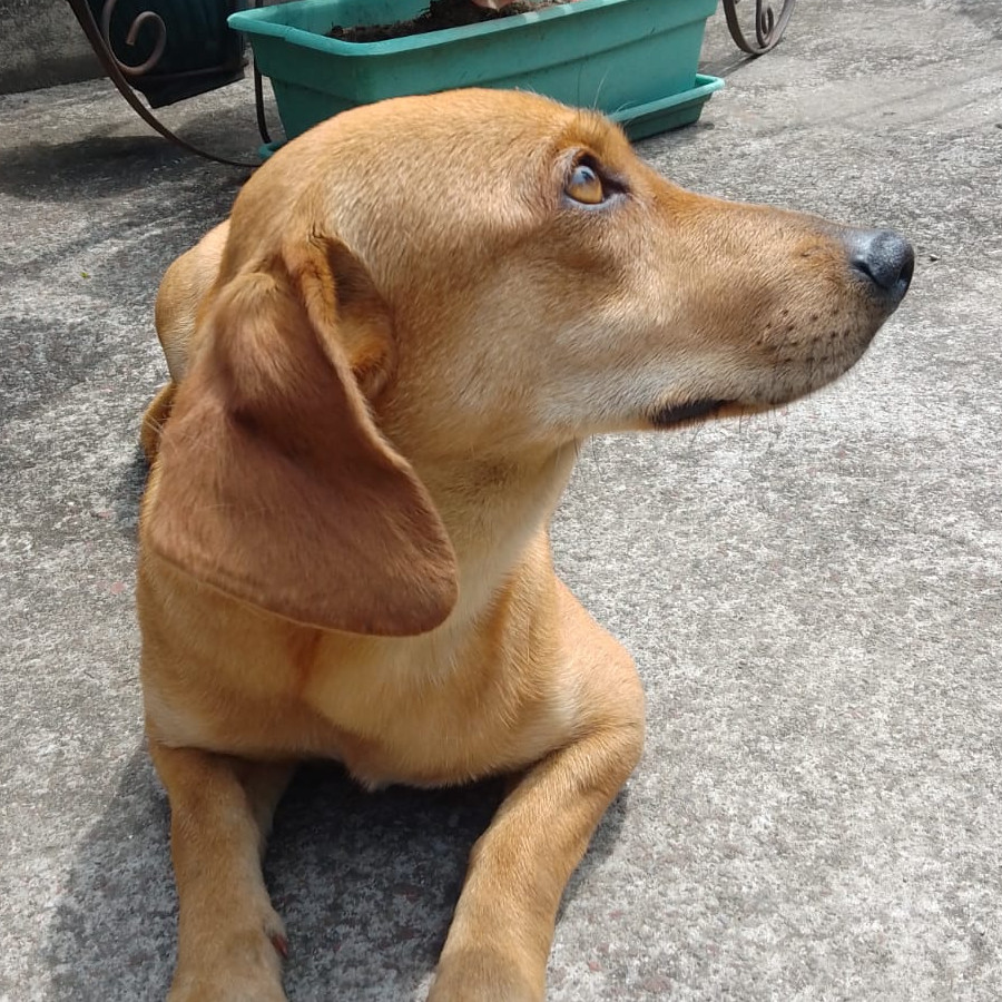  | Raza Dachshund o Salchicha  | Encontrada