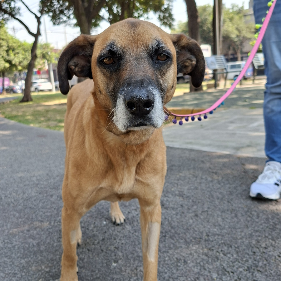  | Raza Mestiza | Encontrada